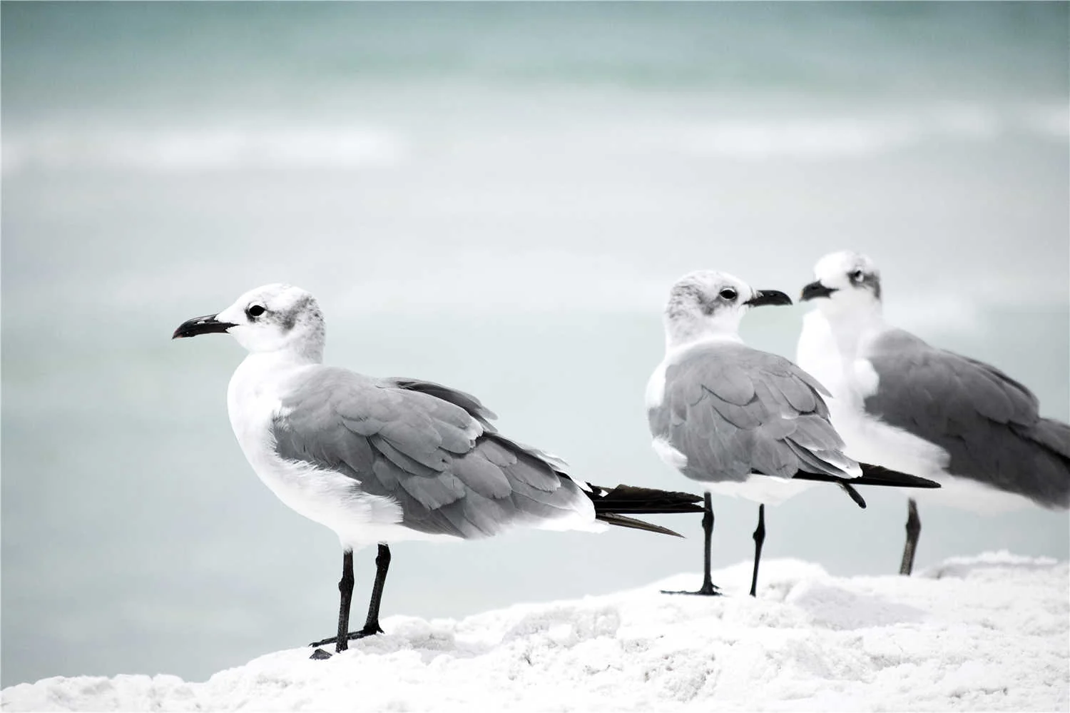 Beach Birds Canvas