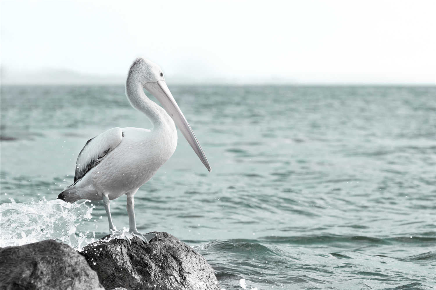 Beach Birds Canvas - Image 2