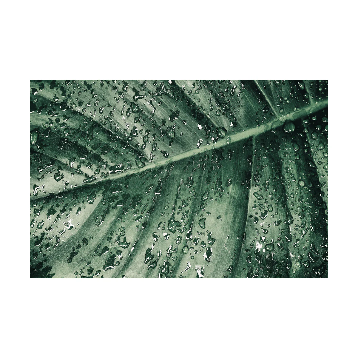 Canvas Green Forest - Image 2