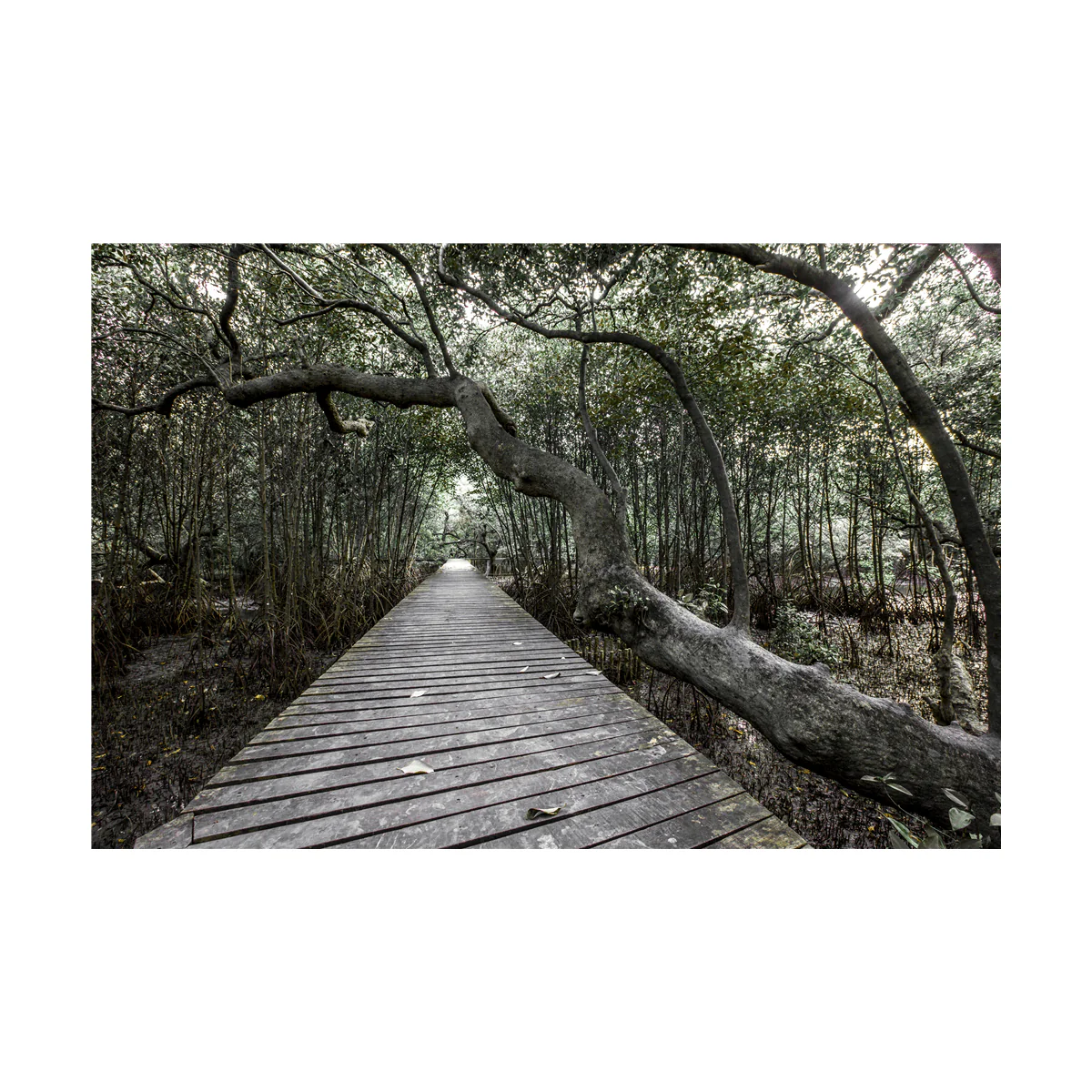 Canvas Green Forest - Image 3