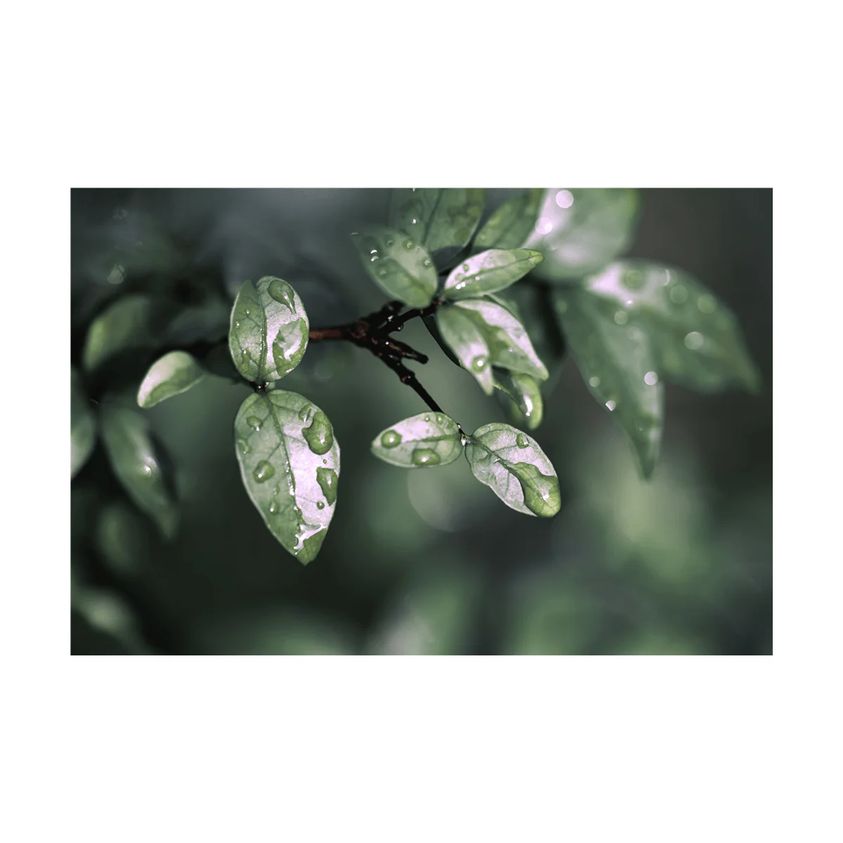 Canvas Green Forest - Image 6