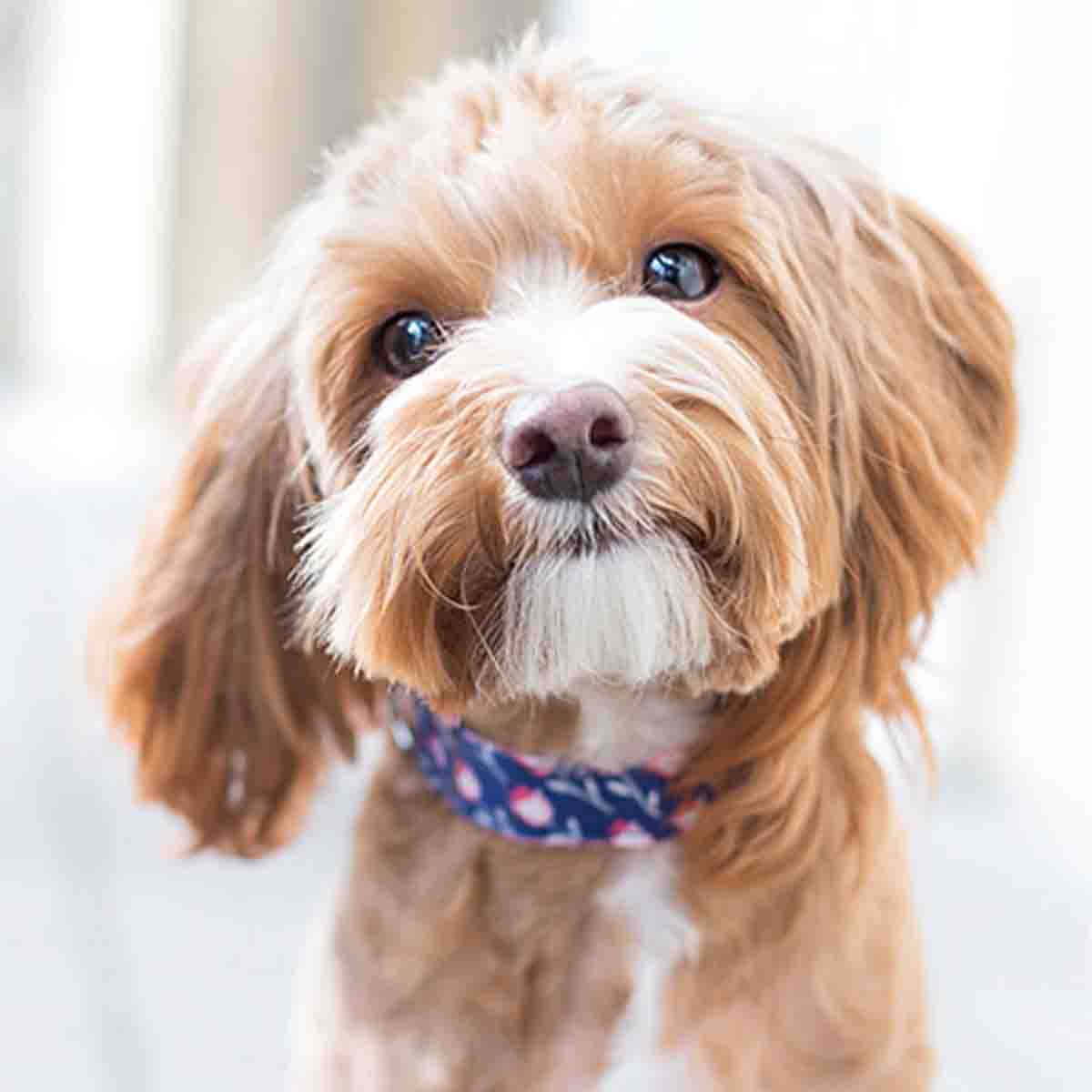 PAWS & WHISKERS - Dog Toys - Image 2