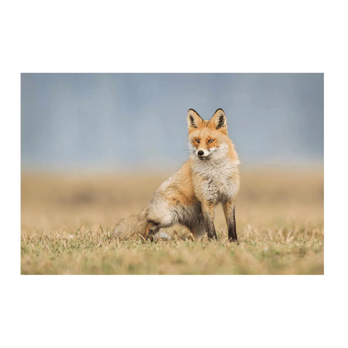 Wild Life Printed Canvas - Image 4