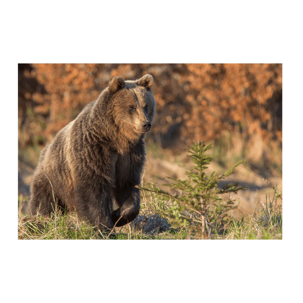 Wild Life Printed Canvas - Image 6
