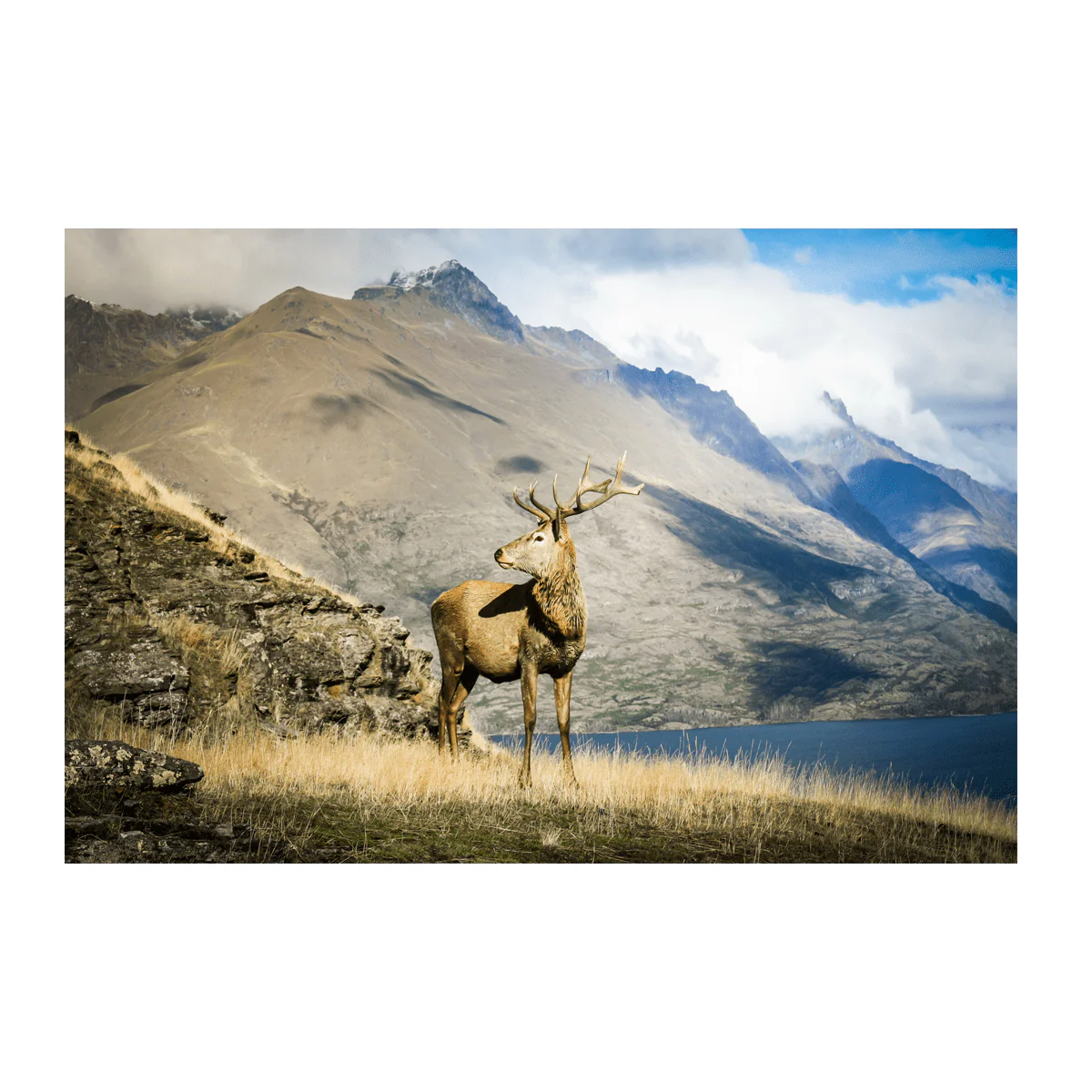 Wild Life Printed Canvas - Image 7